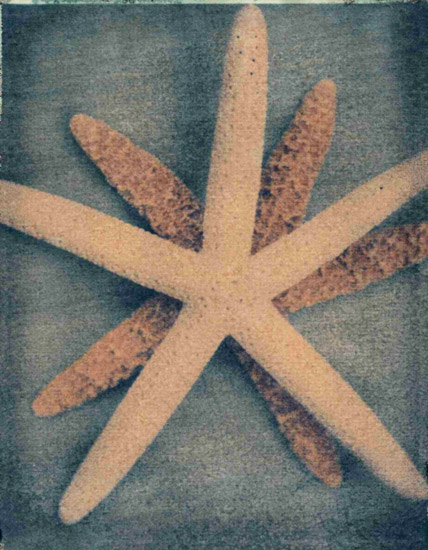 Still Life for Jahrriesnge starfish-lpf00176 Still Life Jahrriesnge for starfish-lpf00176