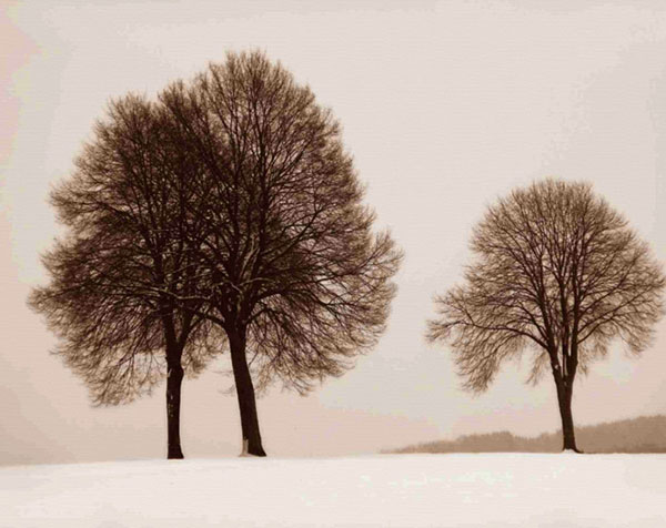Landscape for JAHRRIESNGE trees-lpf00760 Landscape JAHRRIESNGE for trees-lpf00760