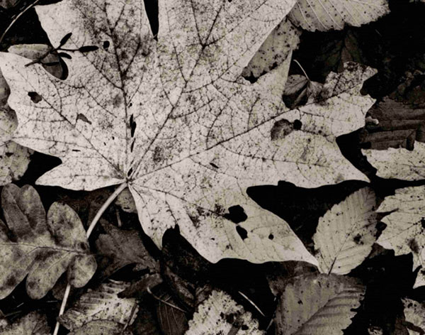 Landscape for Jahrriesnge leaf-lpf00762 Landscape Jahrriesnge for leaf-lpf00762