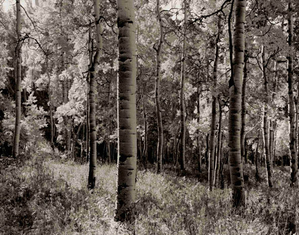 Landscape for JAHRRIESNGE forest-lpf00765 Landscape JAHRRIESNGE for forest-lpf00765