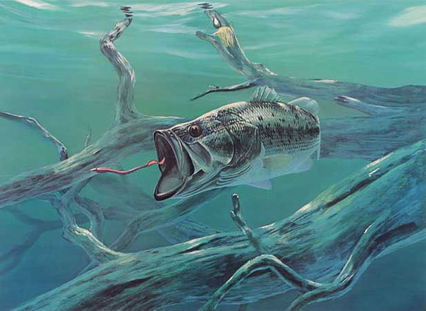 Animals for Jahrriesnge fish-lpf02522 Animals Jahrriesnge for fish-lpf02522