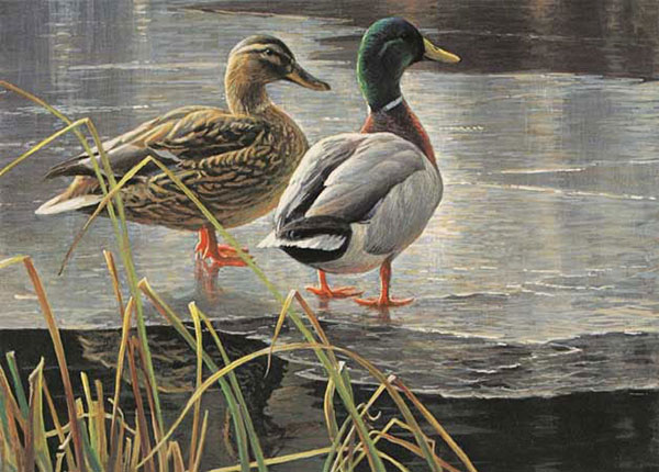 Animals for Jahrriesnge duck-lpf02523 Animals Jahrriesnge for duck-lpf02523