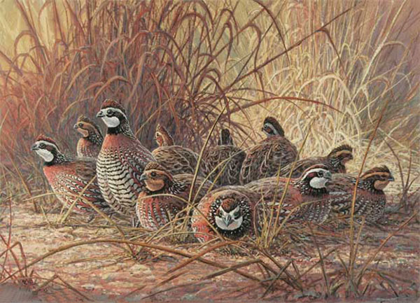 Animals for Jahrriesnge pheasant-lpf02525 Animals Jahrriesnge for pheasant-lpf02525