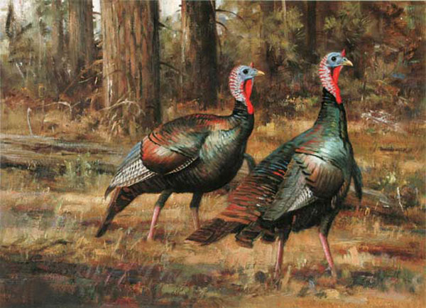 Animals for Jahrriesnge Turkey-lpf02526 Animals Jahrriesnge for Turkey-lpf02526