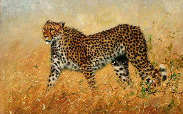 Animals for Jahrriesnge leopard-lpf02538 Animals Jahrriesnge for leopard-lpf02538