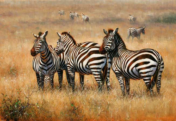 Animals for Jahrriesnge African-Zebra-lpf02545 Animals Jahrriesnge for African-Zebra-lpf02545