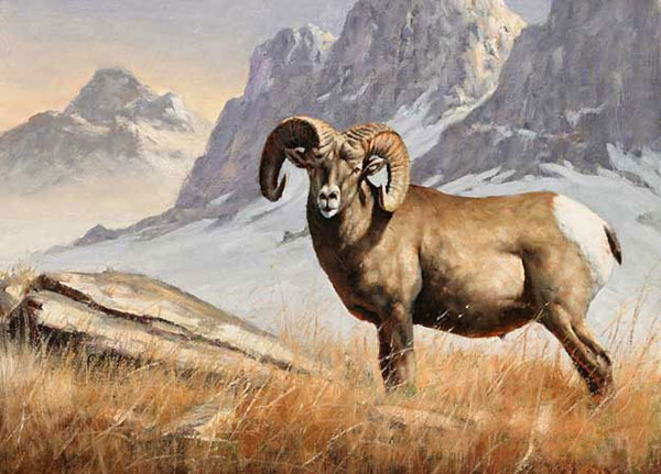 Animals for Jahrriesnge bighorn-sheep-lpf02546 Animals Jahrriesnge for bighorn-sheep-lpf02546