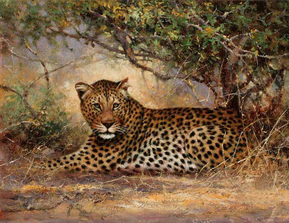 Animals for Jahrriesnge Leopard-lpf02547 Animals Jahrriesnge for Leopard-lpf02547