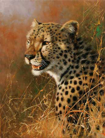 Animals for Jahrriesnge leopard-lpf02567 Animals Jahrriesnge for leopard-lpf02567