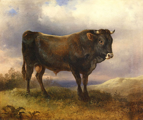 Animals for Jahrriesnge Angus-cattle-lpf02596 Animals Jahrriesnge for Angus-cattle-lpf02596