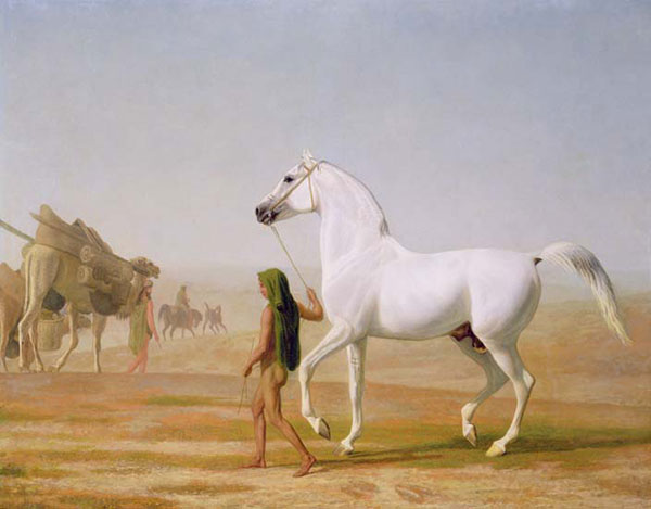 Animals for Jahrriesnge horse-lpf02604 Animals Jahrriesnge for horse-lpf02604
