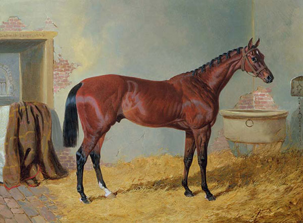 Animals for Jahrriesnge horse-lpf02610 Animals Jahrriesnge for horse-lpf02610