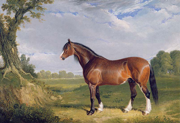 Animals for Jahrriesnge horse-lpf02611 Animals Jahrriesnge for horse-lpf02611