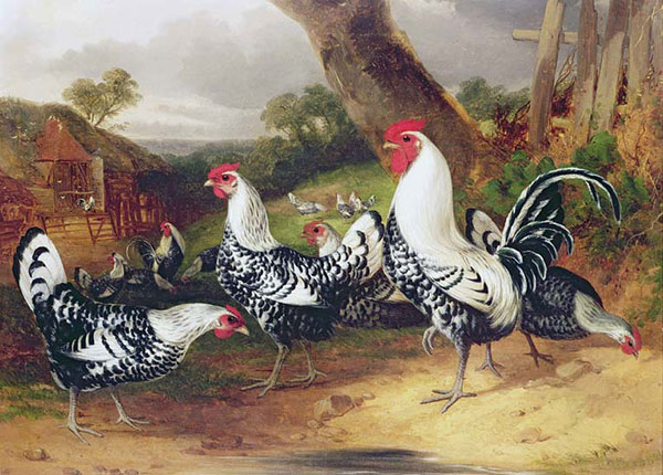 Animals for Jahrriesnge chicken-lpf02619 Animals Jahrriesnge for chicken-lpf02619