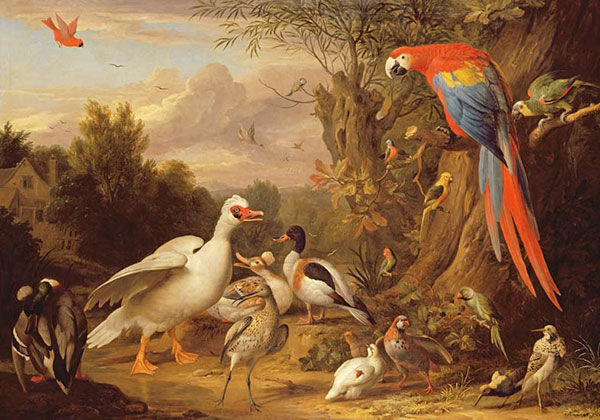 Animals for Jahrriesnge macaw-parrot-duck-lpf02623 Animals Jahrriesnge for macaw-parrot-duck-lpf02623