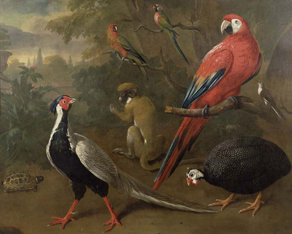 Animals for Jahrriesnge macaw-lpf02625 Animals Jahrriesnge for macaw-lpf02625