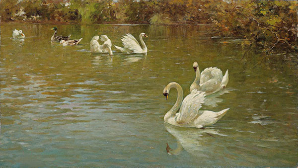 Animals for Jahrriesnge mute-swan-lpf02626 Animals Jahrriesnge for mute-swan-lpf02626