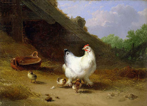 Animals for Jahrriesnge hen-and-chick-lpf02632 Animals Jahrriesnge for hen-and-chick-lpf02632