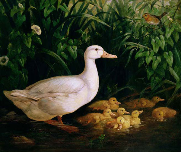 Animals for Jahrriesnge mother-duck-and-duckling-lpf02634 Animals Jahrriesnge for mother-duck-and-duckling-lpf02634