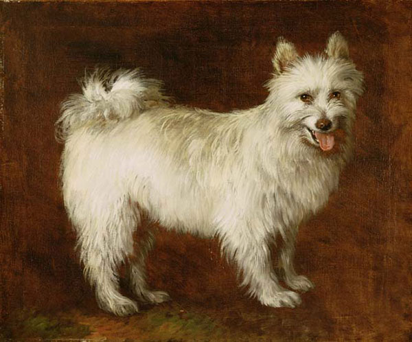 Animals for Jahrriesnge dog-lpf02636 Animals Jahrriesnge for dog-lpf02636