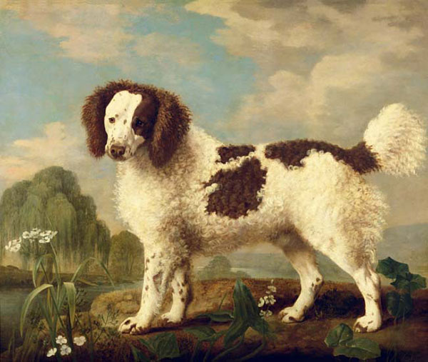 Animals for Jahrriesnge dog-lpf02637 Animals Jahrriesnge for dog-lpf02637