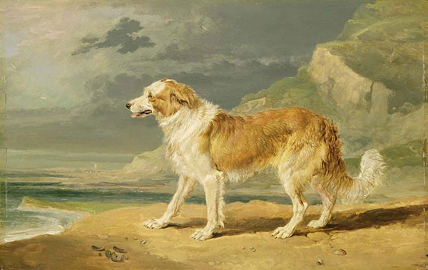 Animals for Jahrriesnge dog-lpf02638 Animals Jahrriesnge for dog-lpf02638