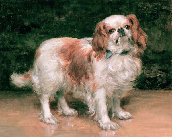 Animals for Jahrriesnge dog-lpf02641 Animals Jahrriesnge for dog-lpf02641