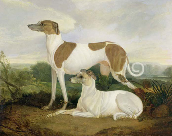 Animals for Jahrriesnge dog-lpf02645 Animals Jahrriesnge for dog-lpf02645