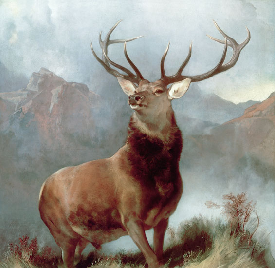Animals for Jahrriesnge red-deer-lpf02655 Animals Jahrriesnge for red-deer-lpf02655