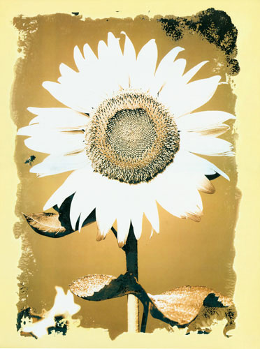 Floral for JAHRRIESNGE flower lpf04587 Floral JAHRRIESNGE for flower lpf04587