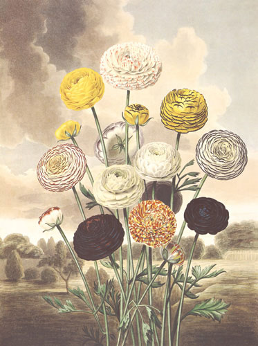 Floral for JAHRRIESNGE flower lpf04700 Floral JAHRRIESNGE for flower lpf04700