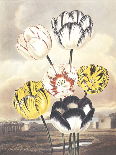 Floral for Jahrriesnge flower lpf04701 Floral Jahrriesnge for flower lpf04701