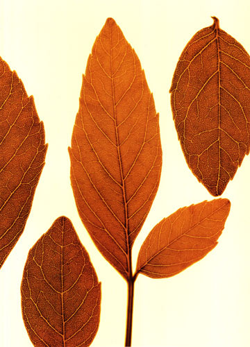 Floral for JAHRRIESNGE leaves lpf04762 Floral JAHRRIESNGE for leaves lpf04762