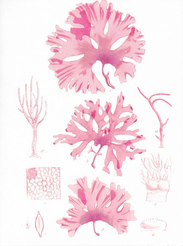 Floral for JAHRRIESNGE flowers lpf04837 Floral JAHRRIESNGE for flowers lpf04837