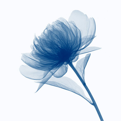 Floral for JAHRRIESNGE flowers lpf04847 Floral JAHRRIESNGE for flowers lpf04847