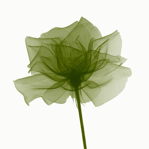 Floral for JAHRRIESNGE flowers lpf04848 Floral JAHRRIESNGE for flowers lpf04848