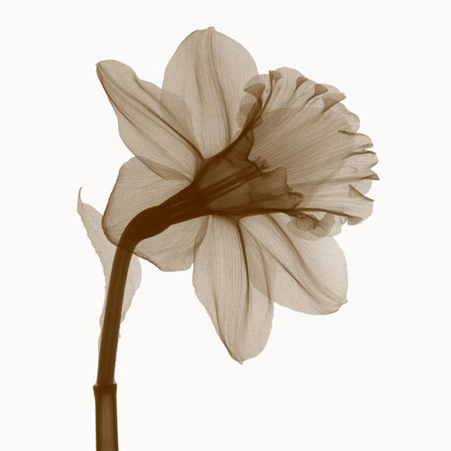 Floral for JAHRRIESNGE flowers lpf04850 Floral JAHRRIESNGE for flowers lpf04850