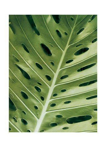 Floral for JAHRRIESNGE leaf lpf04866 Floral JAHRRIESNGE for leaf lpf04866