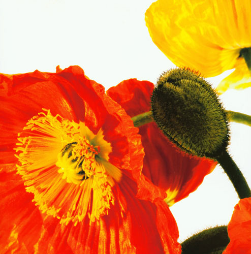 Floral for JAHRRIESNGE flowers lpf04990 Floral JAHRRIESNGE for flowers lpf04990