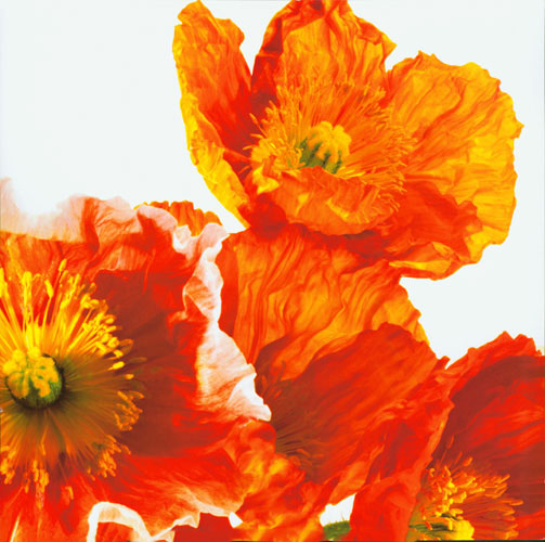 Floral for JAHRRIESNGE flowers lpf04992 Floral JAHRRIESNGE for flowers lpf04992