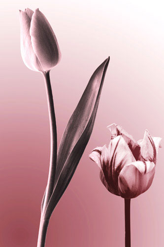 Floral for JAHRRIESNGE flowers lpf05088 Floral JAHRRIESNGE for flowers lpf05088