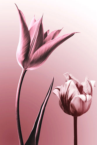 Floral for Jahrriesnge flowers lpf05089 Floral Jahrriesnge for flowers lpf05089