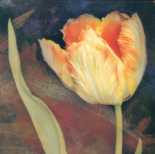 Floral for Jahrriesnge flowers lpf05247 Floral Jahrriesnge for flowers lpf05247