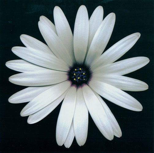 Floral for JAHRRIESNGE flowers lpf05423 Floral JAHRRIESNGE for flowers lpf05423