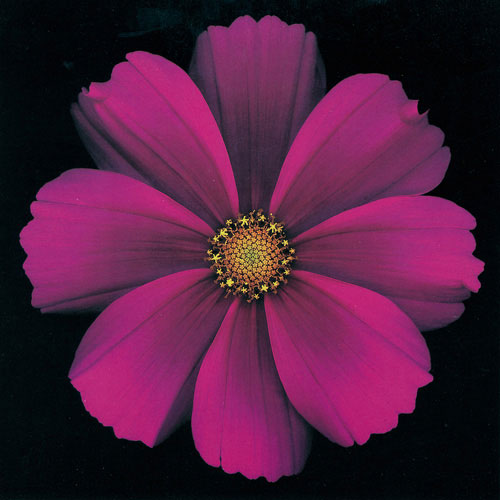 Floral for JAHRRIESNGE flowers lpf05424 Floral JAHRRIESNGE for flowers lpf05424