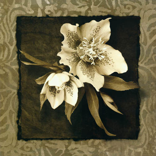 Floral for JAHRRIESNGE flowers lpf05471 Floral JAHRRIESNGE for flowers lpf05471
