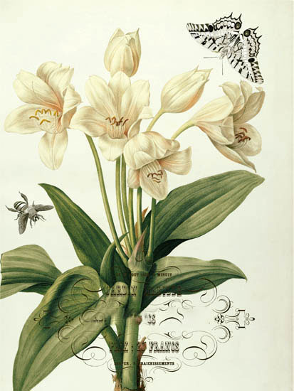 Floral for JAHRRIESNGE flowers-lpf06638 Floral JAHRRIESNGE for flowers-lpf06638