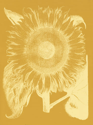 Floral for JAHRRIESNGE flowers-lpf06714 Floral JAHRRIESNGE for flowers-lpf06714