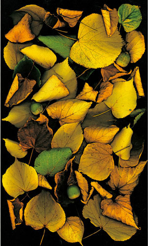 Floral for JAHRRIESNGE flowers-lpf06752 Floral JAHRRIESNGE for flowers-lpf06752