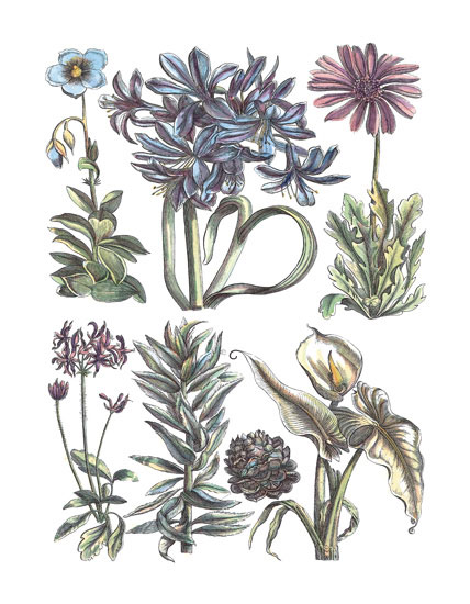 Floral for JAHRRIESNGE flowers-lpf06781 Floral JAHRRIESNGE for flowers-lpf06781